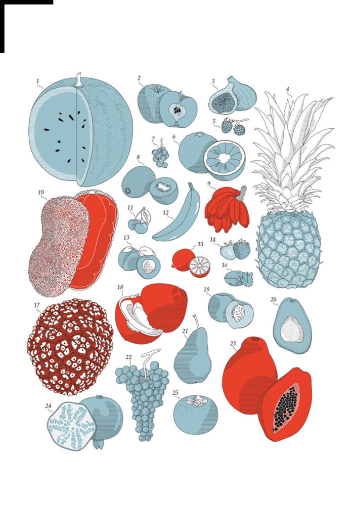 Früchte, Illustration von Andrea Angeli, Aus: Kiribati. Eine Inselwelt versinkt im Meer, Sieveking Verlag 2017