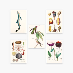 Postkartenmotive Flora und Fauna, Sieveking Verlag