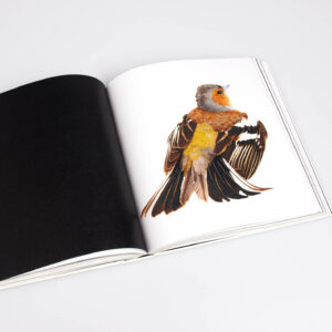 Buchansicht von Vögel, Sieveking Verlag